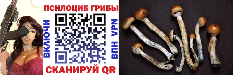 Купить  Павловская  Псилоцибиновые грибы GOLDEN TEACHER 